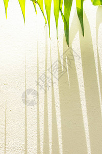 绿棕榈叶和奶油墙上条纹的阴影图片