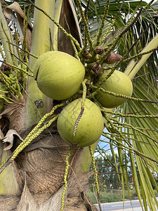 自然花园中的椰子树背景图片