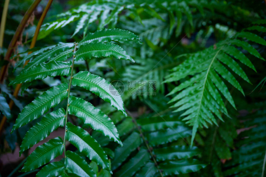 热带蕨类植物温室植物园图片