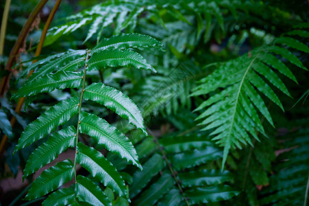 热带蕨类植物温室植物园图片