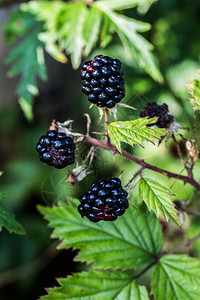 带刺和黑色水果的黑莓灌木图片