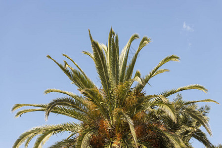 一棵大棕榈树的枝的细节图片