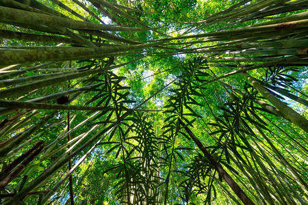 泰国KhaoSok丛林的竹图片