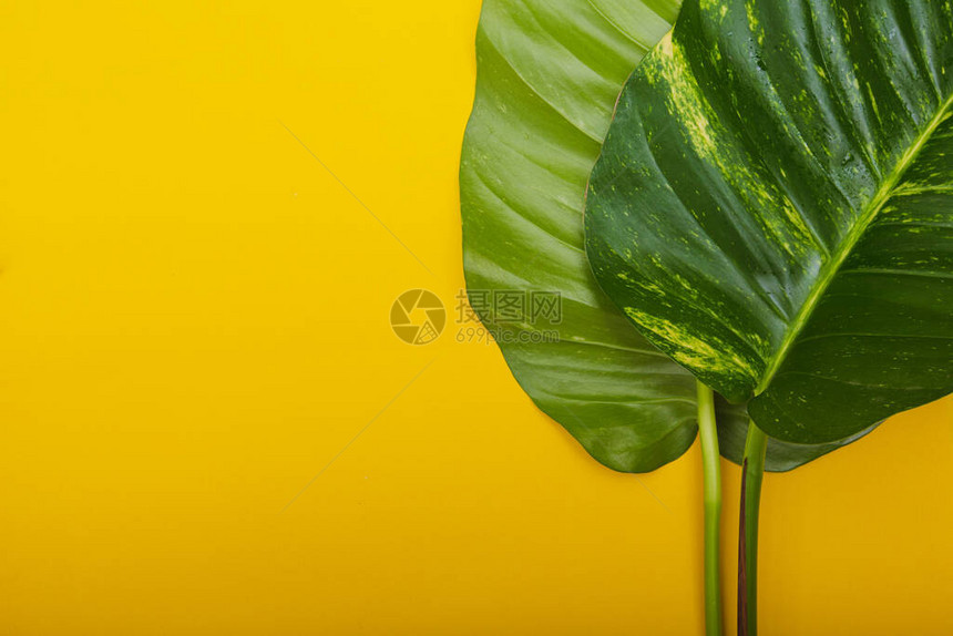 黄色背景的绿色叶子图片