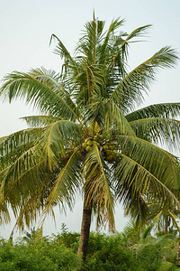 自然花园中的椰子树背景图片