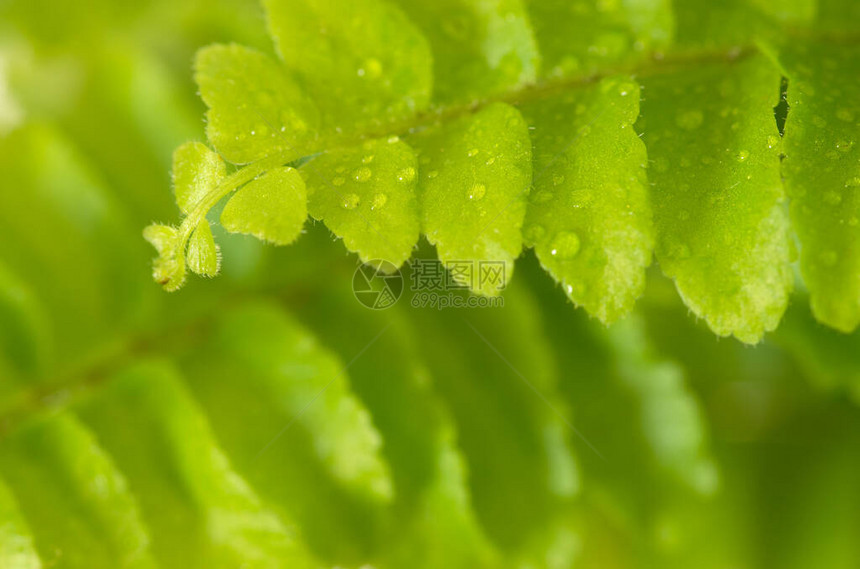 蕨叶上的雨滴图片