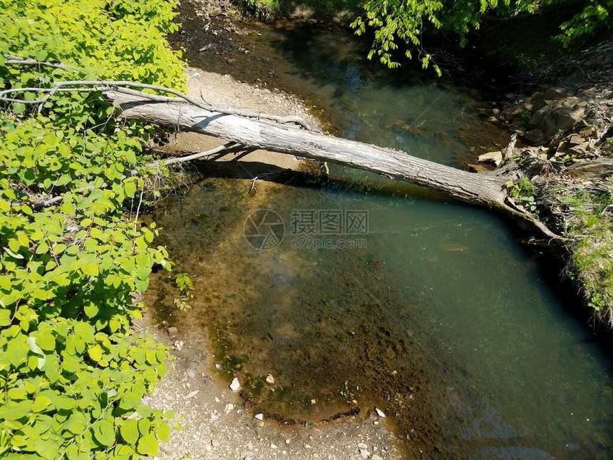 溪流或小溪岸边有黑蝌蚪树木倒下绿叶图片