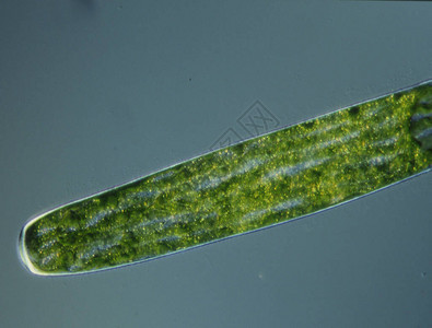 显微镜下高倍镜下的绿藻图片