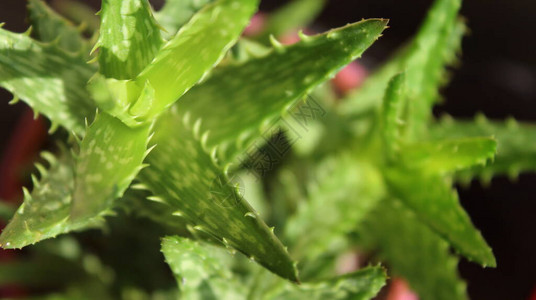 带刺的沙漠稀有植物图片