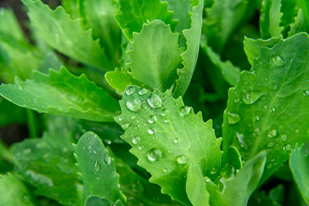 花园植物叶片雨后有水滴图片