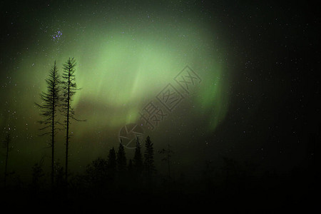 夜晚的森林景观和枯树上的北极光图片