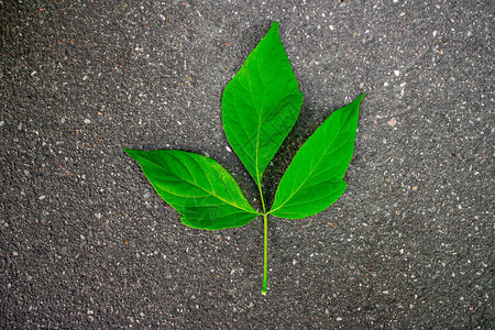 沥青树上的绿色树叶植物的自然质地图片