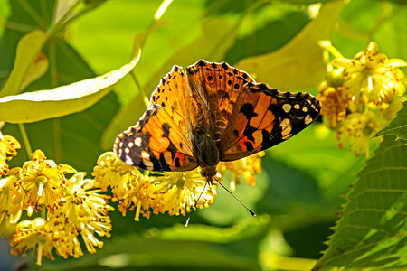 蝴蝶和鲜花在园里关闭图片