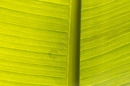 香蕉植物叶背光图案图片