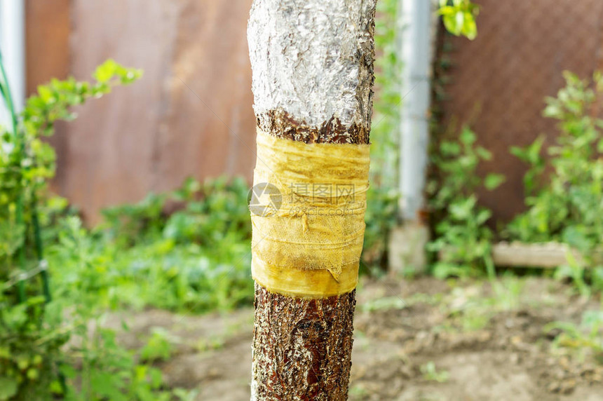 用柏油浸渍绷带的树干防止蚂蚁破坏果树的干图片