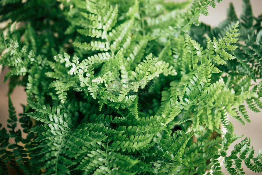 蕨类植物叶子纹理关闭图片