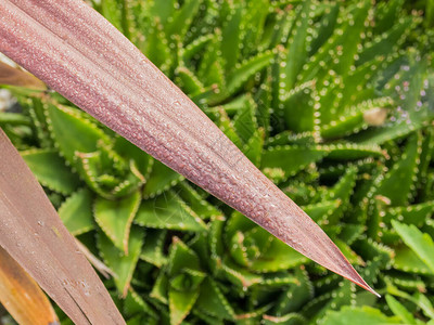 植物cordylineaustralis红叶卷心菜棕榈图片