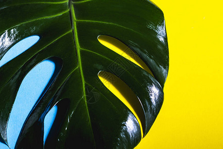 蓝色和黄色底的ForcaDeliciosa棕榈图片