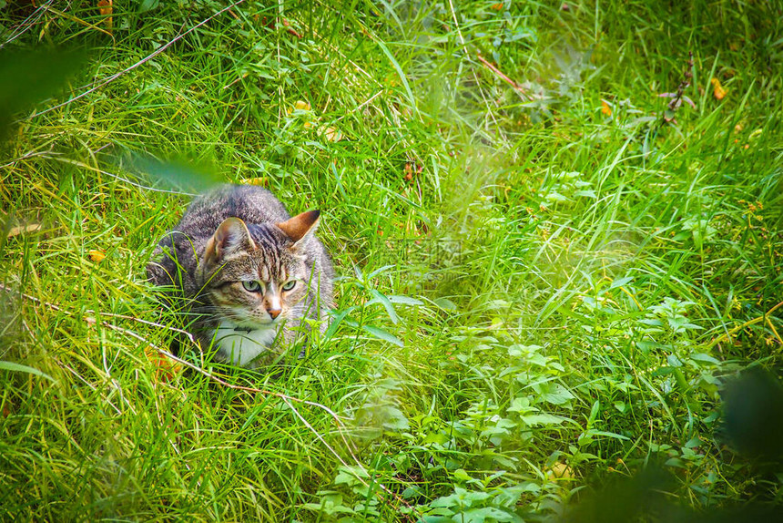 一只隐藏在绿草中的漂亮猫图片
