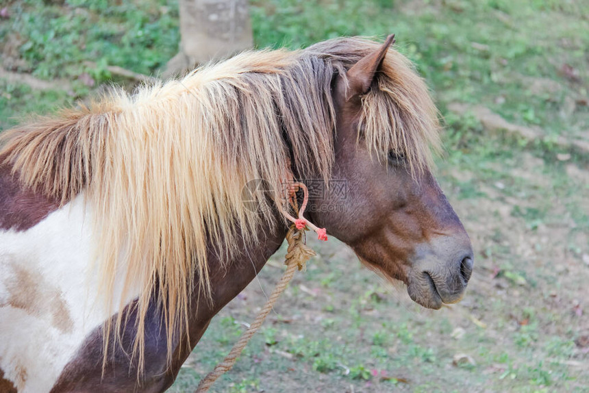 一匹棕色马的头有草的图片