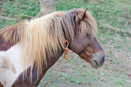 一匹棕色马的头有草的图片