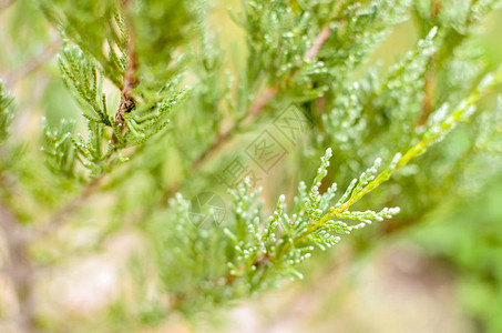 杜松树枝纹理绿色针背景JuniperusCommunis灌木是作为背景的常绿针叶树杜松分支图案的宏杜背景图片