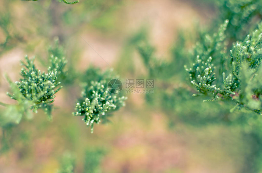 杜松树枝纹理绿色针背景JuniperusCommunis灌木是作为背景的常绿针叶树杜松分支图案的宏杜图片