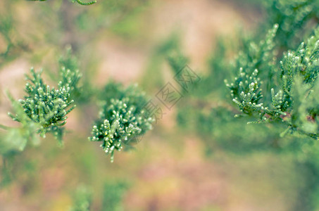 杜松树枝纹理绿色针背景JuniperusCommunis灌木是作为背景的常绿针叶树杜松分支图案的宏杜背景图片