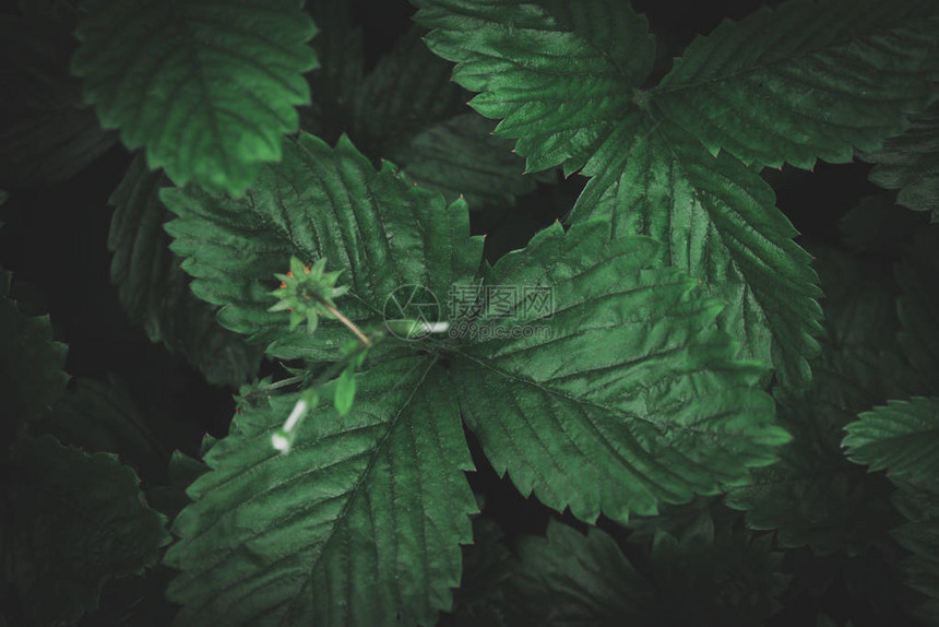 黑暗绿色草莓叶抽象背图片