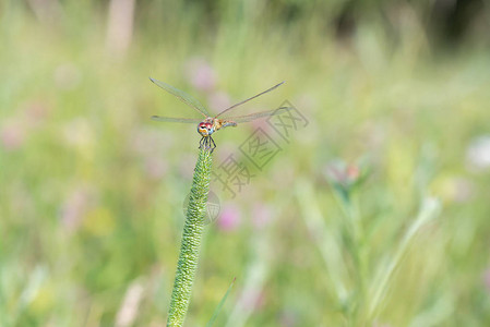 蜻蜓特写镜头在绿色植物的图片