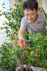 一个亚洲中年男子在家里照顾花图片