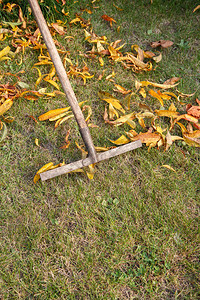 园丁在秋天用旧耙子清理草坪并收集干树叶图片