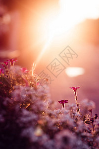 日落时在花坛盆里的美丽花朵图片