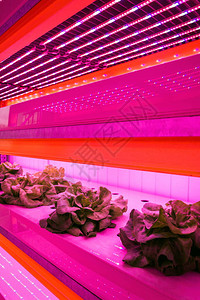 鱼菜共生系统中生菜上方的特殊LED灯带背景图片