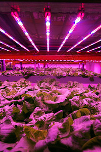 鱼菜共生系统中生菜上方的特殊LED灯带图片