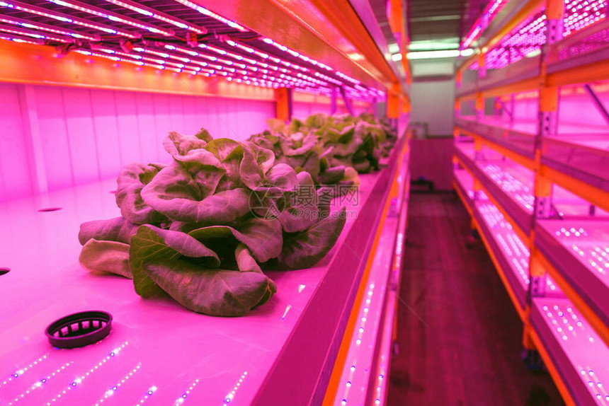 鱼菜共生系统中生菜上方的特殊LED灯带图片