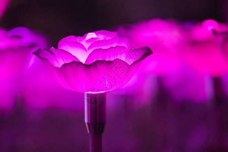 灯光被装饰成花朵在节日的夜晚创图片
