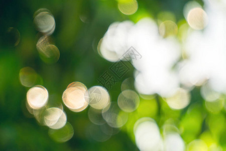 绿色树叶和太阳光亮背景模图片
