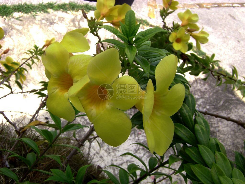 花园里盛开的黄钟花侧景图片