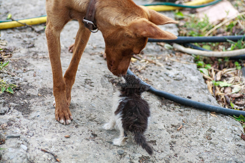 一只无家可归的生病小猫遇到了一只朋友的狗图片