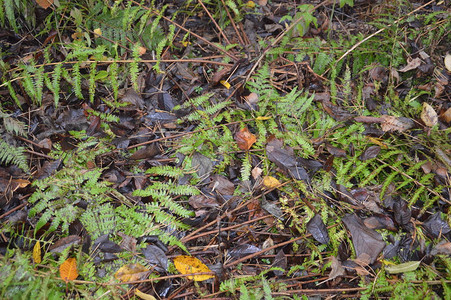 大自然雨后森林落叶的微距拍摄图片