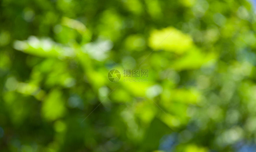 自然抽象背景散焦的散景背天然绿色模糊背景图片