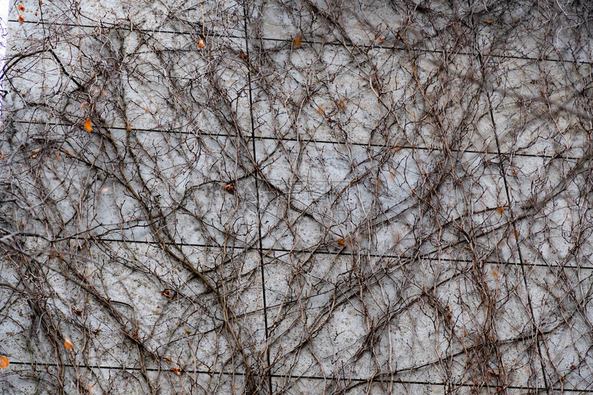 方形瓷砖墙在秋季长满裸露的藤蔓抽象背景纠结的树枝纹理棕色图片