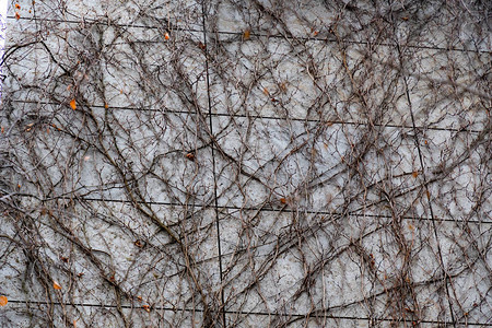 方形瓷砖墙在秋季长满裸露的藤蔓抽象背景纠结的树枝纹理棕色背景图片