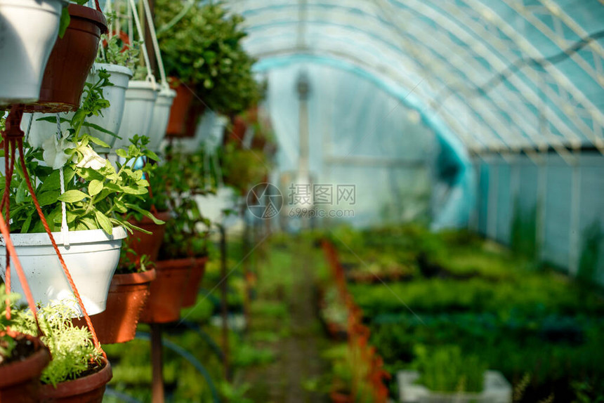 种植物灌木和鲜花的小型温室在家图片