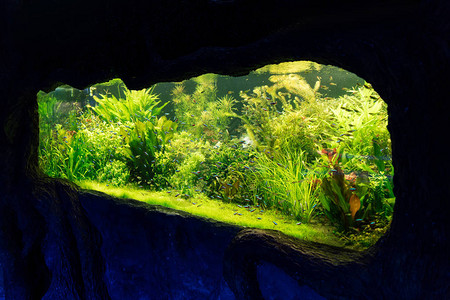 小鱼在水族馆的绿色海藻中游泳图片