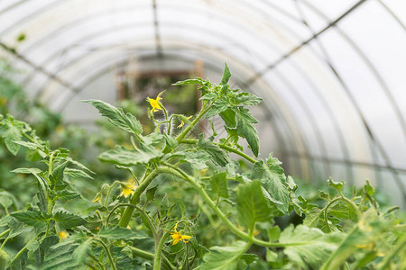 温室中的番茄植物绿色的西红柿农业概念盛夏时节图片