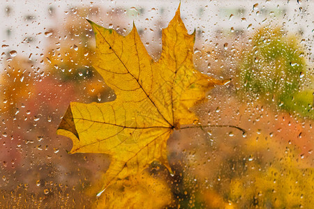 秋天的枫叶特写在窗户的湿玻璃上图片