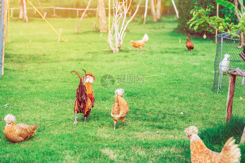 许多鸡在下午的养鸡场上快乐地休息图片