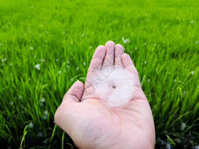 棉花树种子由稻田背景的棉球毛图片